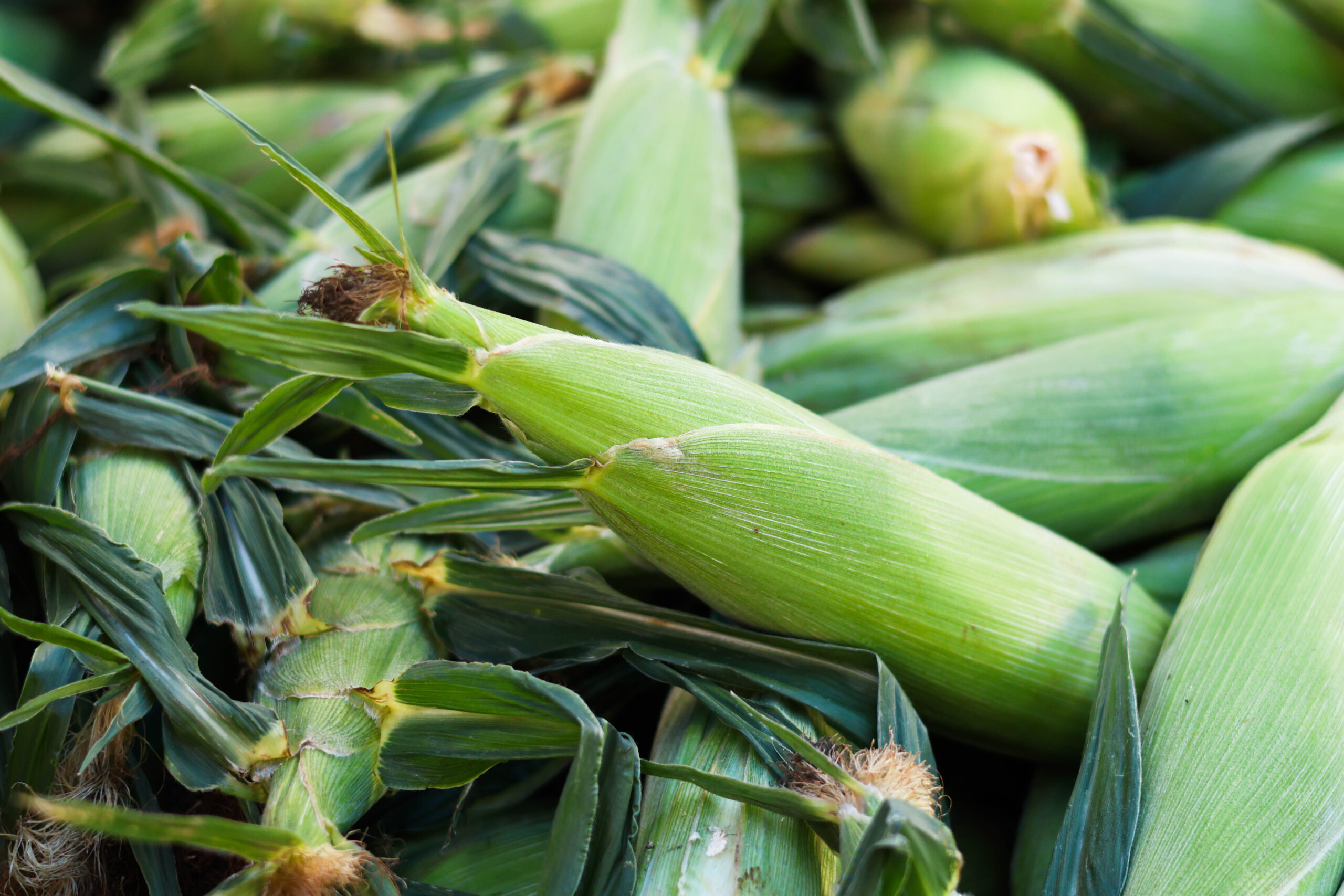 Fresh Corn